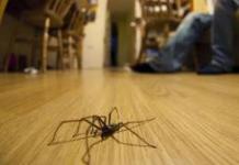 Почему нельзя убивать паука в доме?